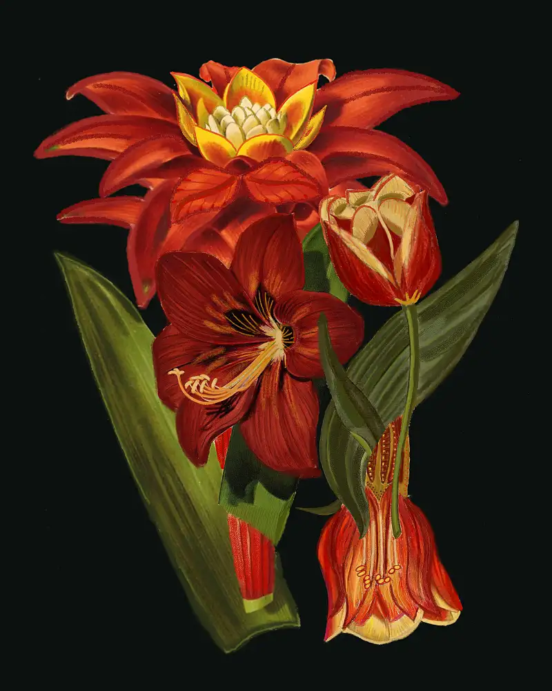 nicolo, giovanna: In Bloom.png