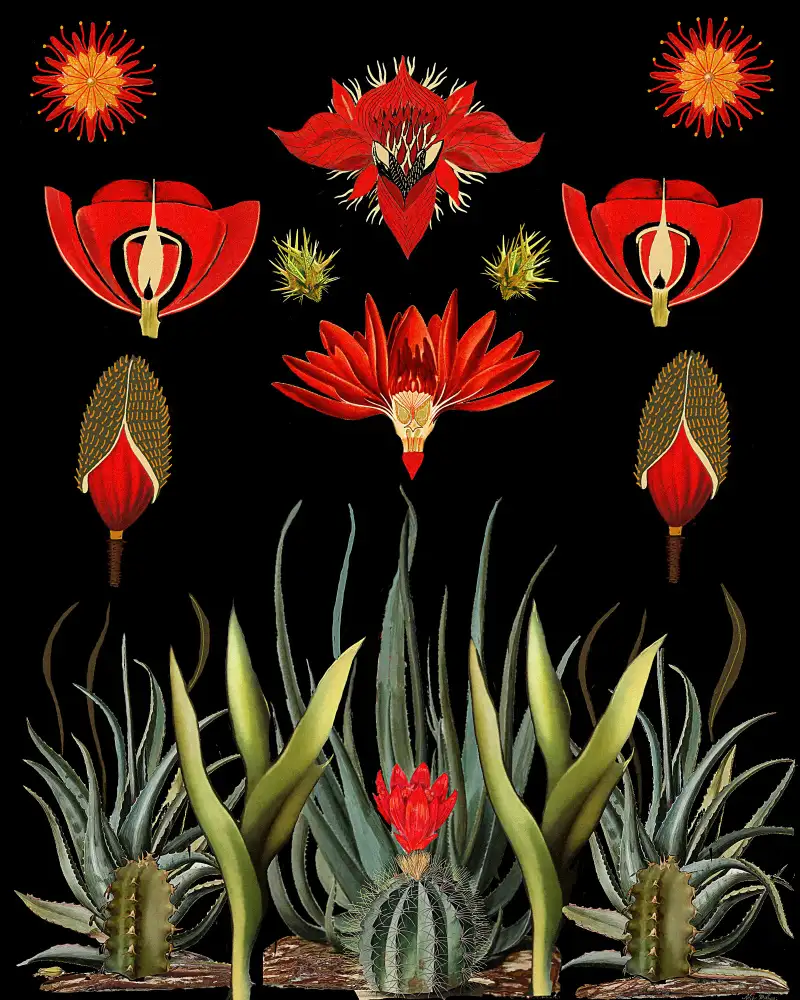 nicolo, giovanna: Cactus Invention.png