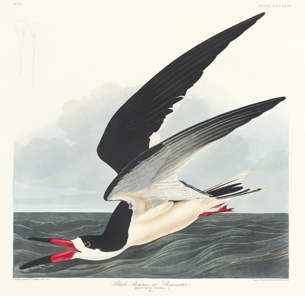 Audubon, James John: Black Skimmer From Birds of America (1827)