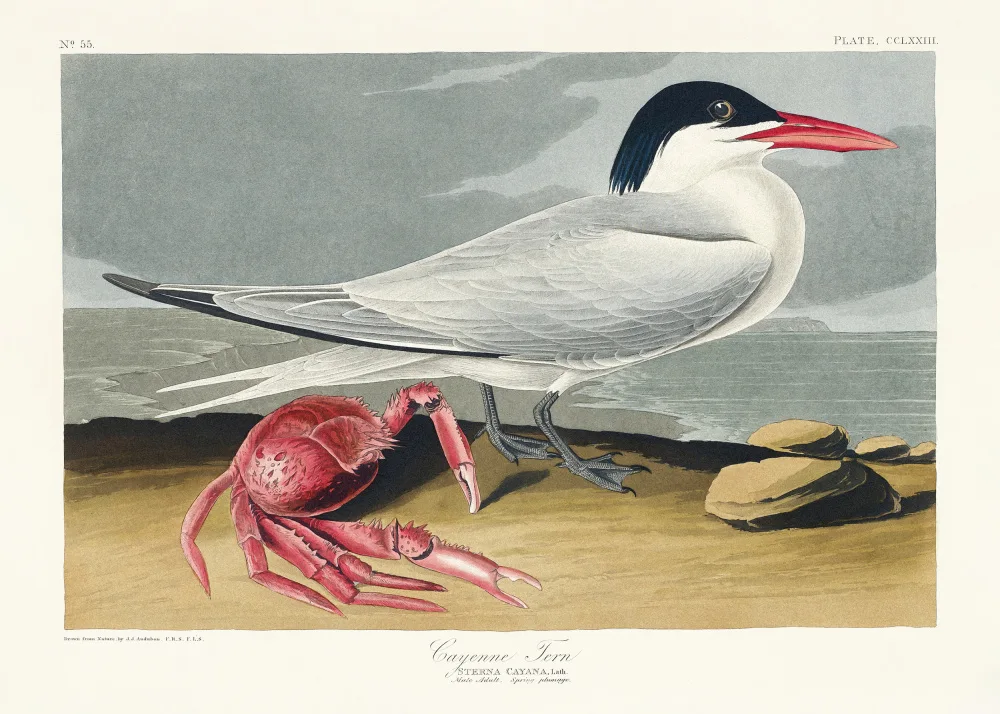 Audubon, James John: Cayenne Tern From Birds of America (1827)