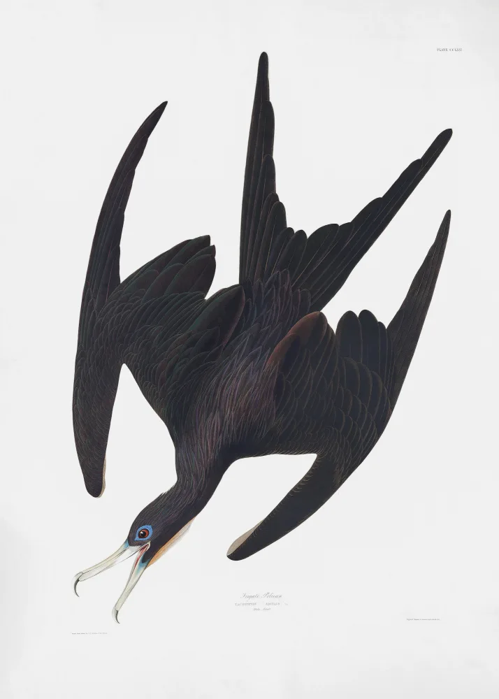 Audubon, James John: Frigate Pelican From Birds of America (1827)