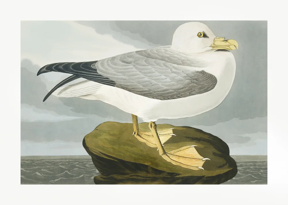 Audubon, James John: Fulmar Petrel From Birds of America (1827)