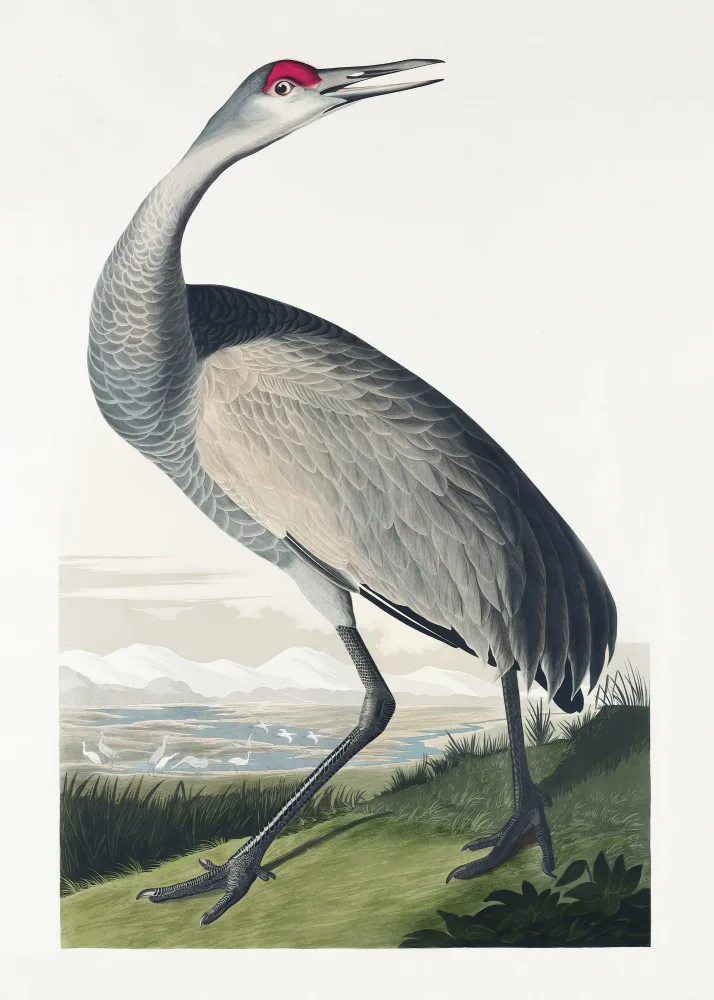 Audubon, James John: Hooping Crane From Birds of America (1827)