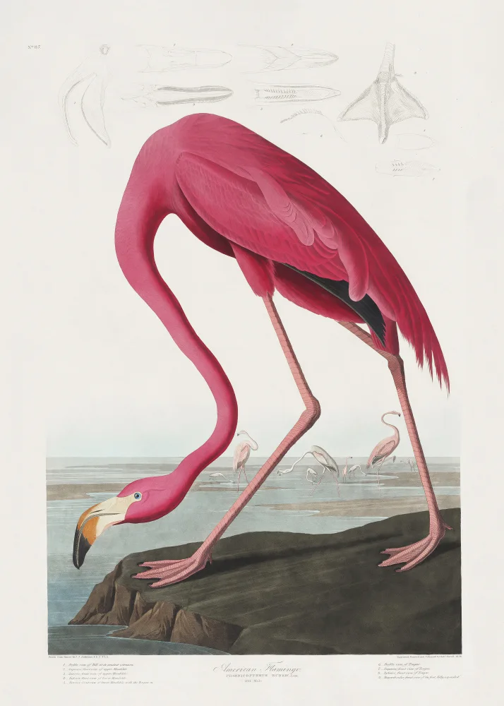 Audubon, James John: Pink Flamingo From Birds of America (1827)