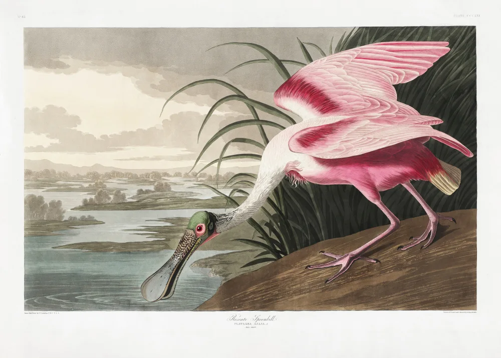 Audubon, James John: Roseate Spoonbill From Birds of America (1827)