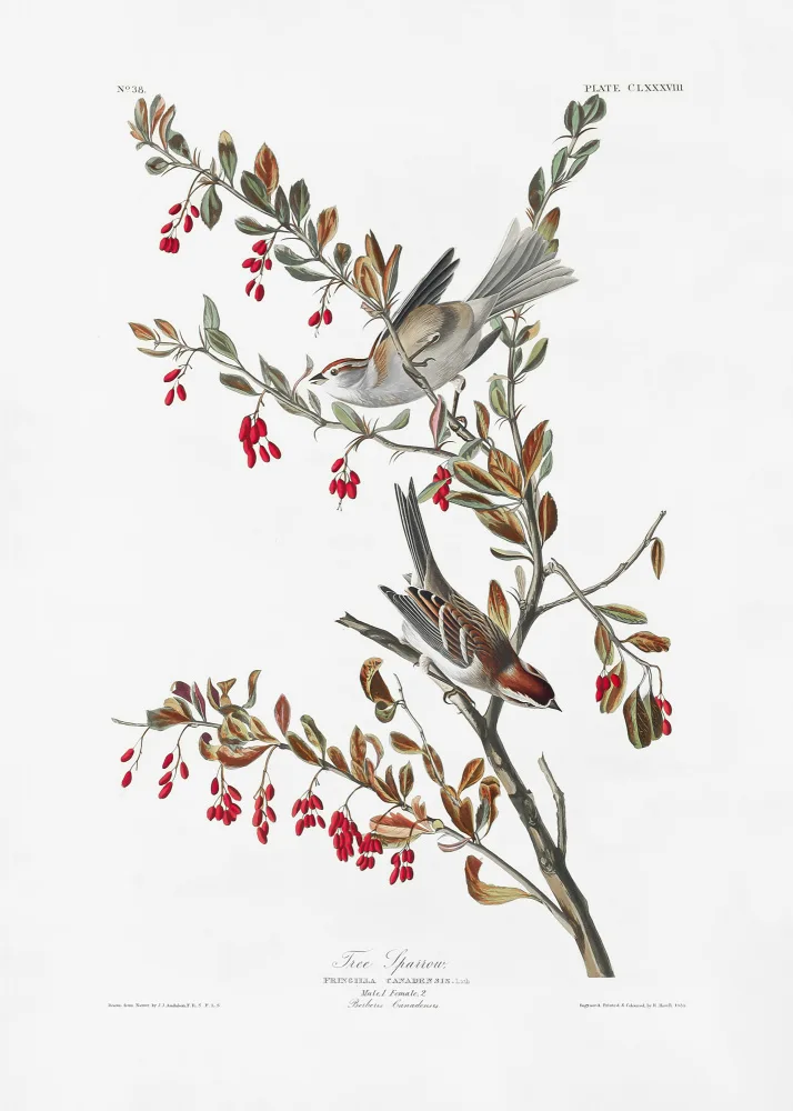 Audubon, James John: Moineau arboricole de Birds of America (1827)