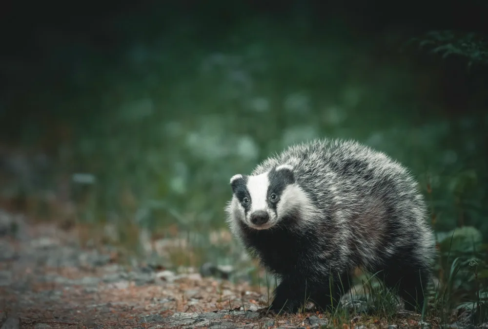 Lindsten, Christian: A curious badger in the forest