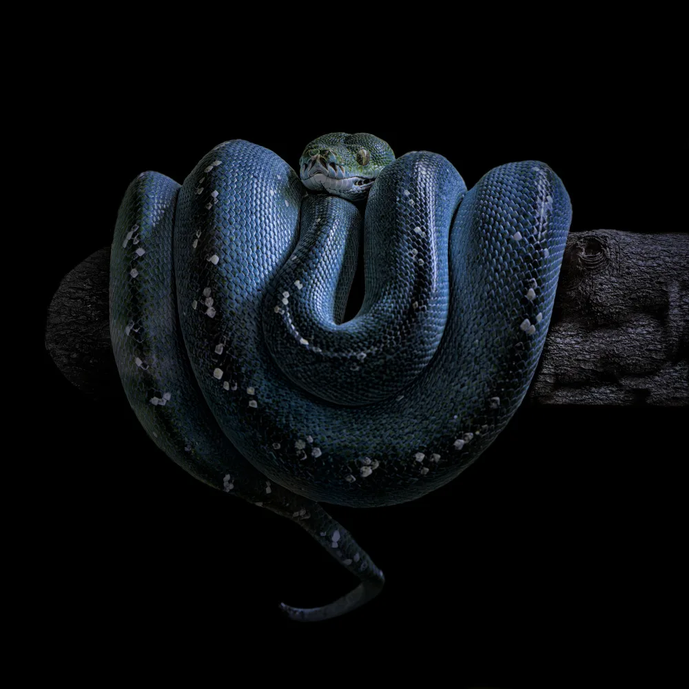 Tsikiridis, Georgios: Python