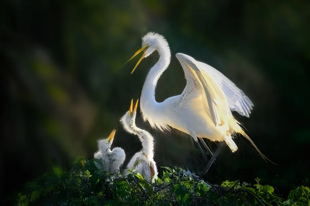 Yang, Jianping: Feeding Time Frenzy