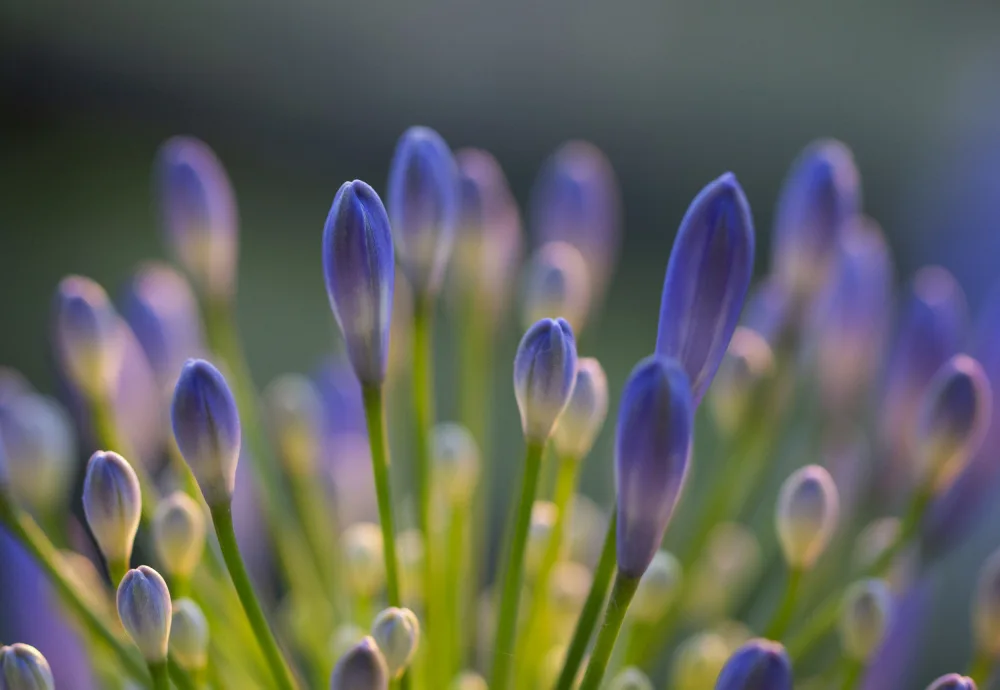 Lourens, Claudi: Agapanthus Closeup