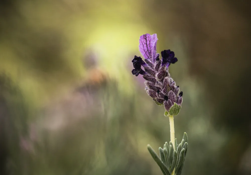 Lourens, Claudi: Lavender 1 2