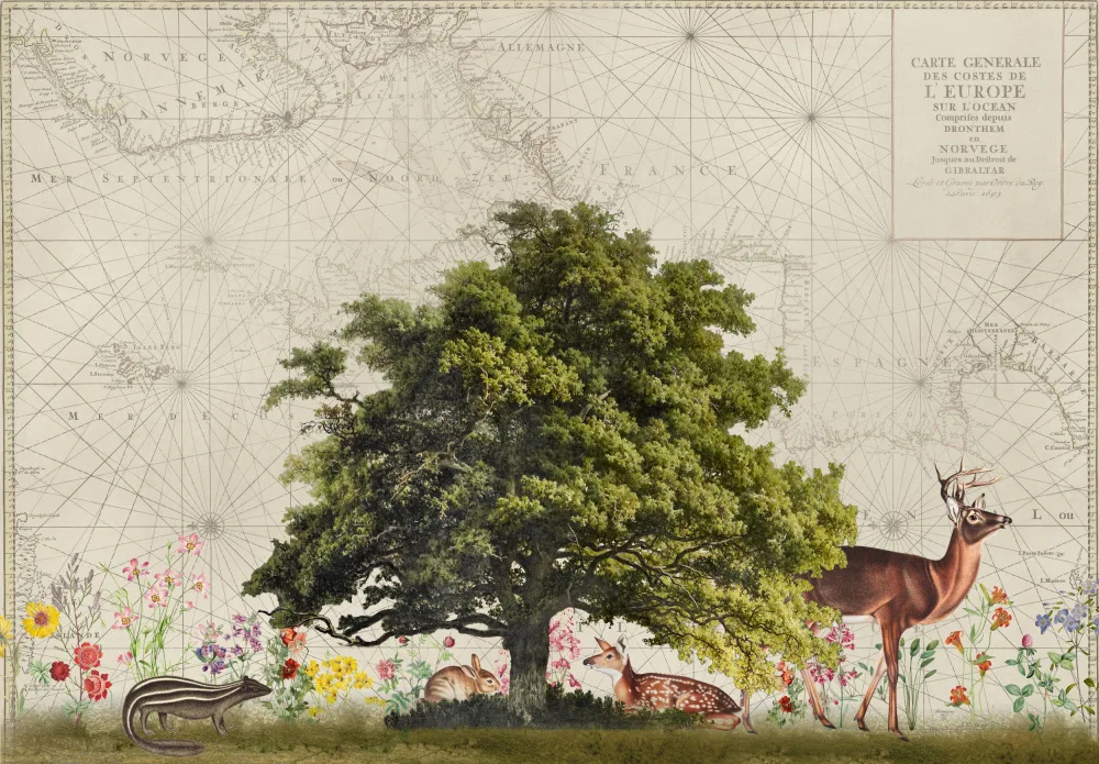 Haase, Andrea: Nordic Woods Nr. 2