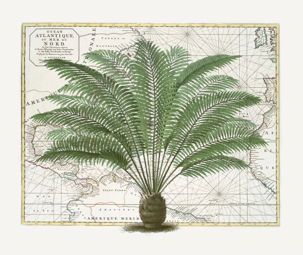 Haase, Andrea: Impero tropicale n.5