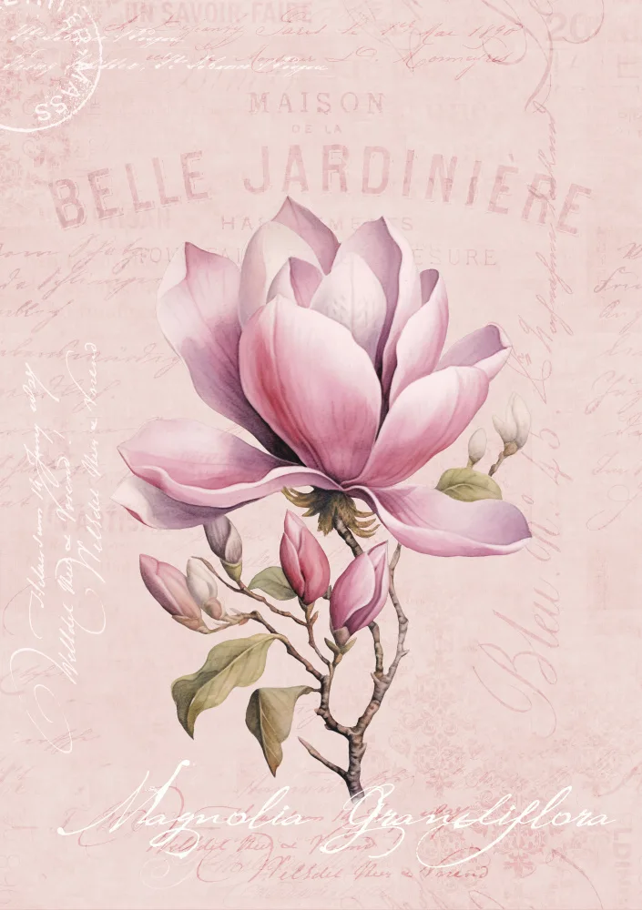Haase, Andrea: Rosa magnolia n.2