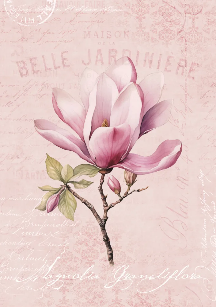 Haase, Andrea: Magnolienrosa Nr. 1