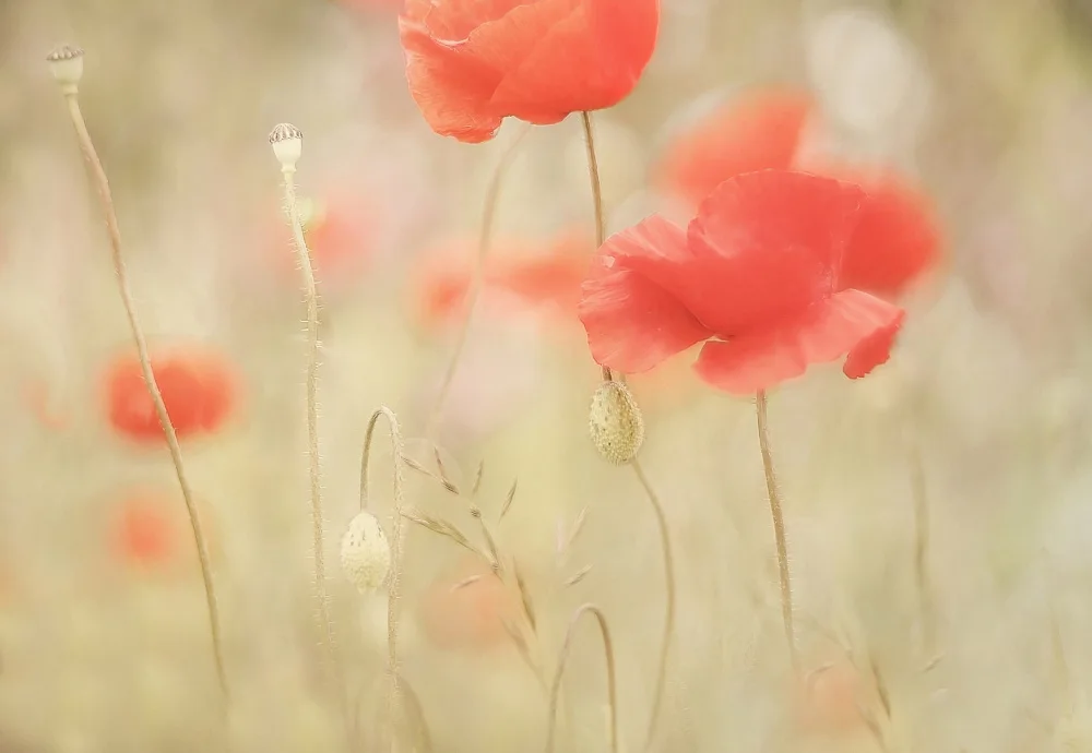 Talen, Nel: Memories