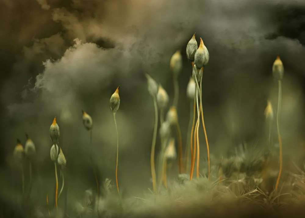 Zvinakeviciute, Kristina: Secret world of moss