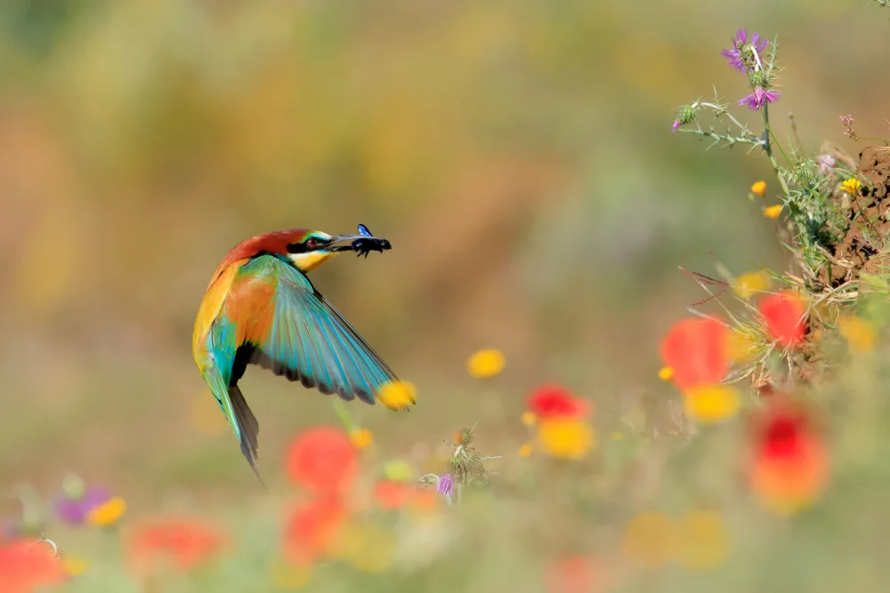 Dominguez, Miguel Andres: Spring colors