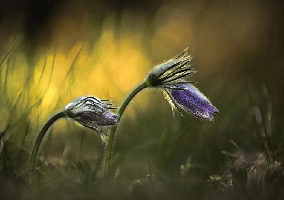 Lichner, Istvan: Pulsatilla