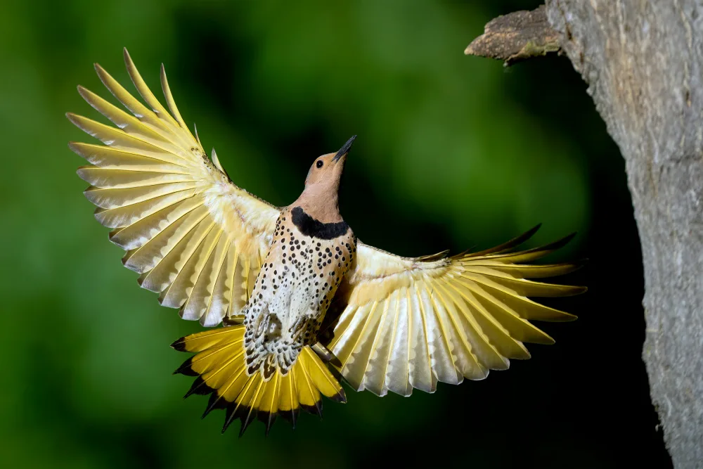 Chen, Johnny: Shiny Northern Flicker
