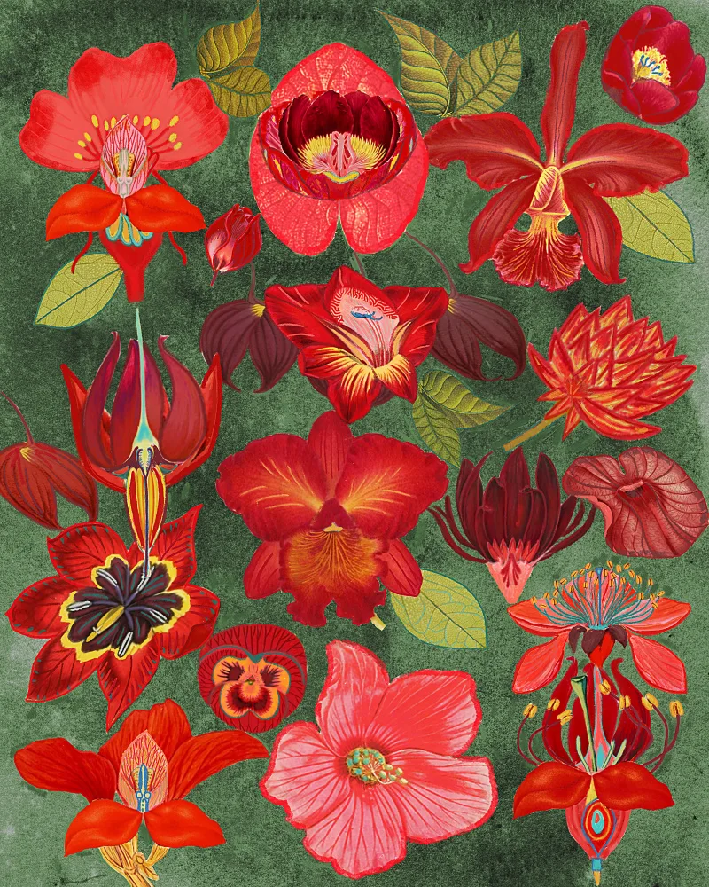 nicolo, giovanna: eclectic garden.png