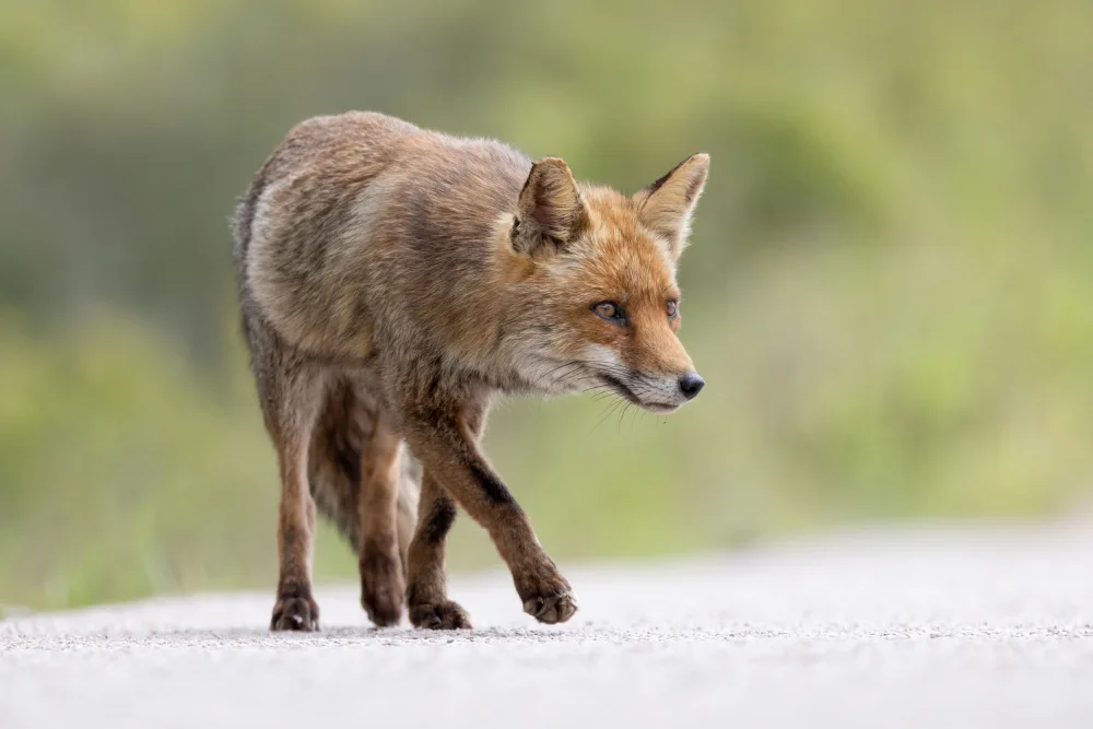 Bolla, Paolo: Red Fox