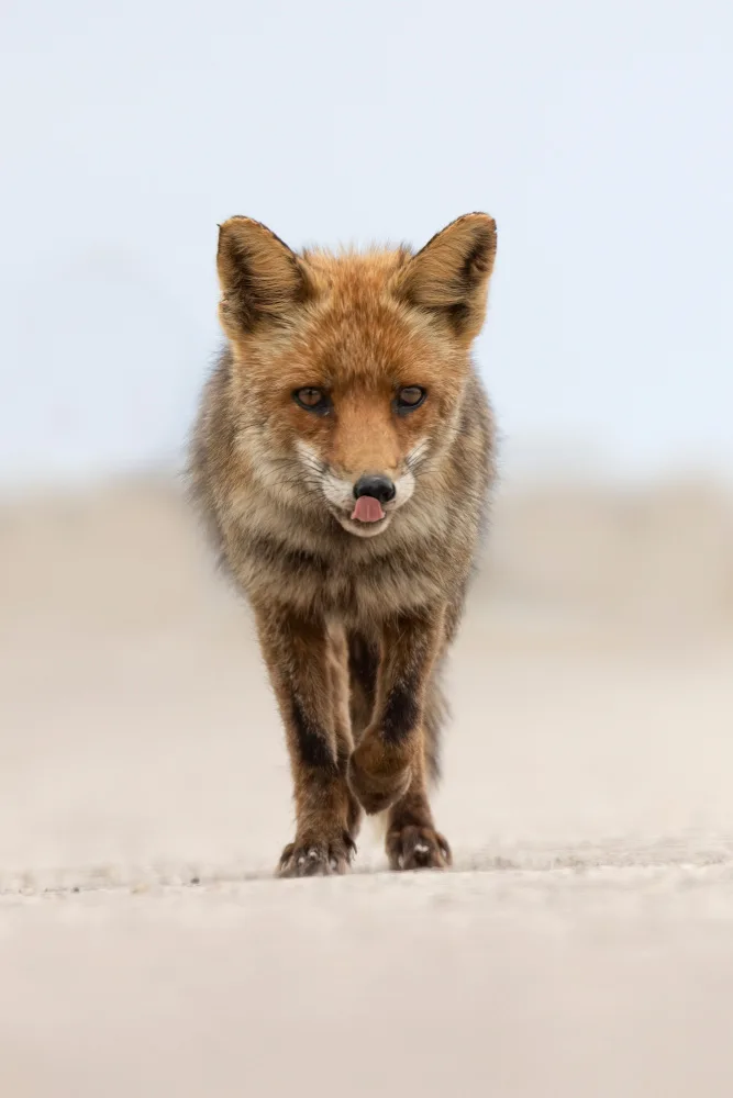Bolla, Paolo: Red Fox