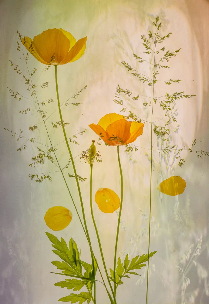 Lee, van Hilda: fragile