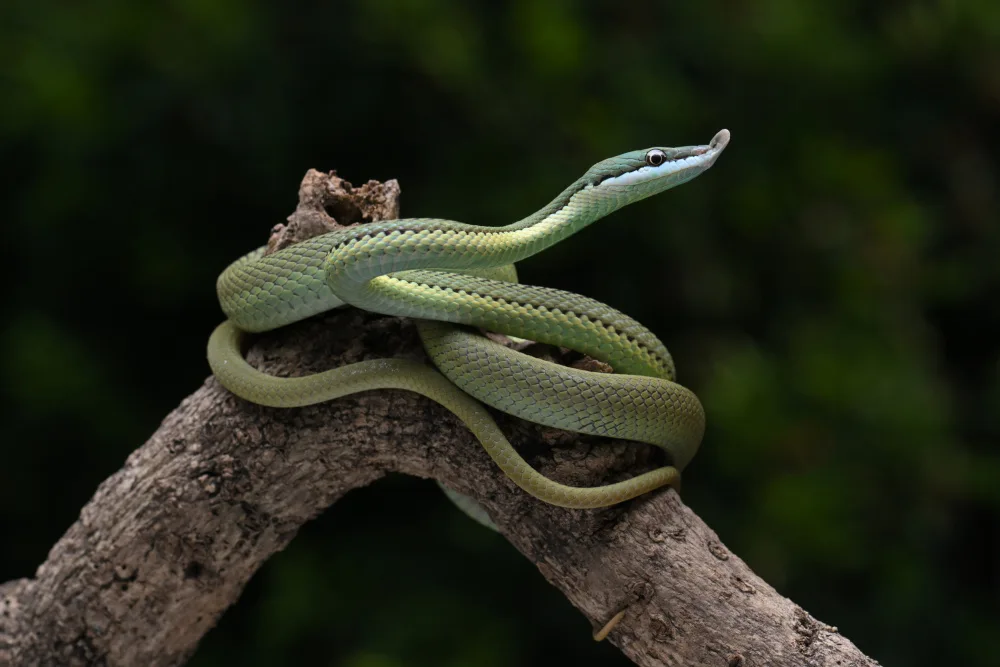 Setiadi, Ajar: green snake