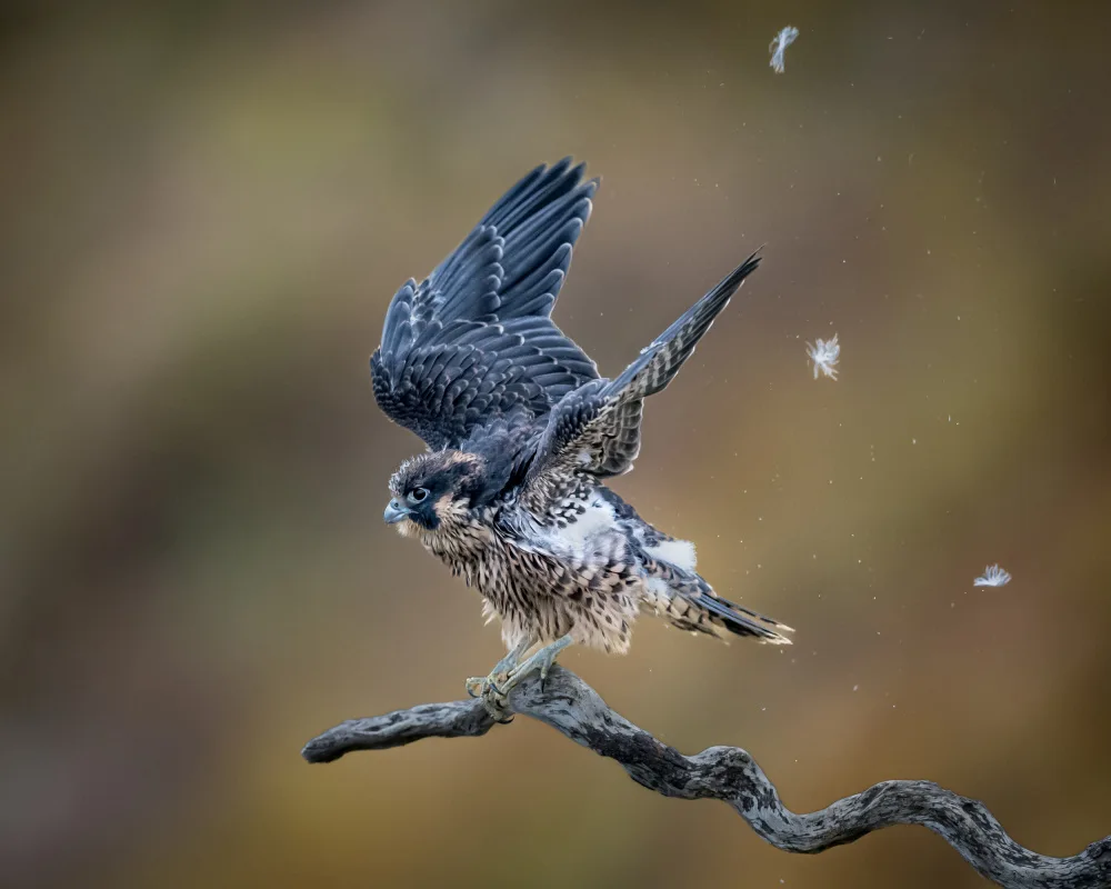 Li, Wanghan: Shaking off Birth Feather before Taking off - Baby Peregrine Falcon