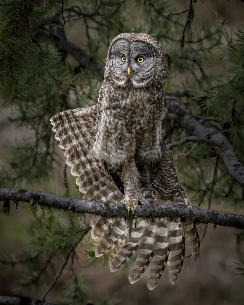 Li, Wanghan: Stretching - Great Gray Owl