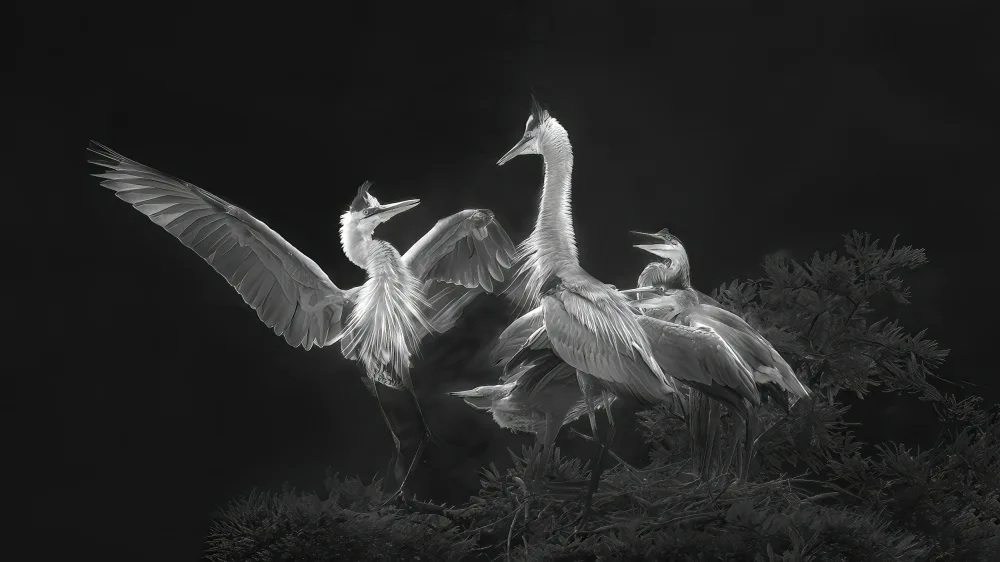 Yang, Jianping: A Dancing Welcome for Mom