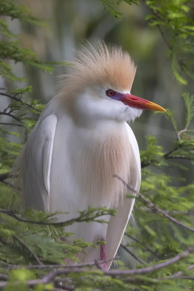 Lester, D Linda: Plumage of the Cattle Egret