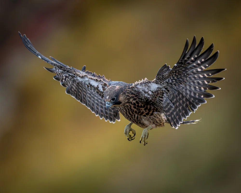 Li, Wanghan: First Test Flight - One of 4 Baby Peregrine Falcons