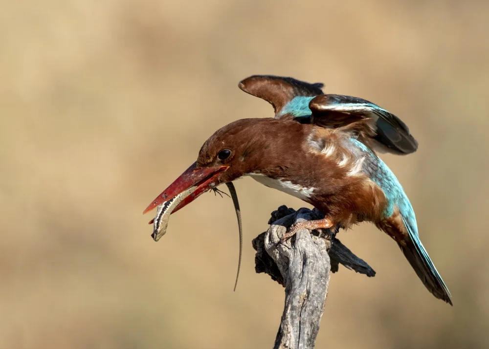 Amer, Eyal: Kingfisher