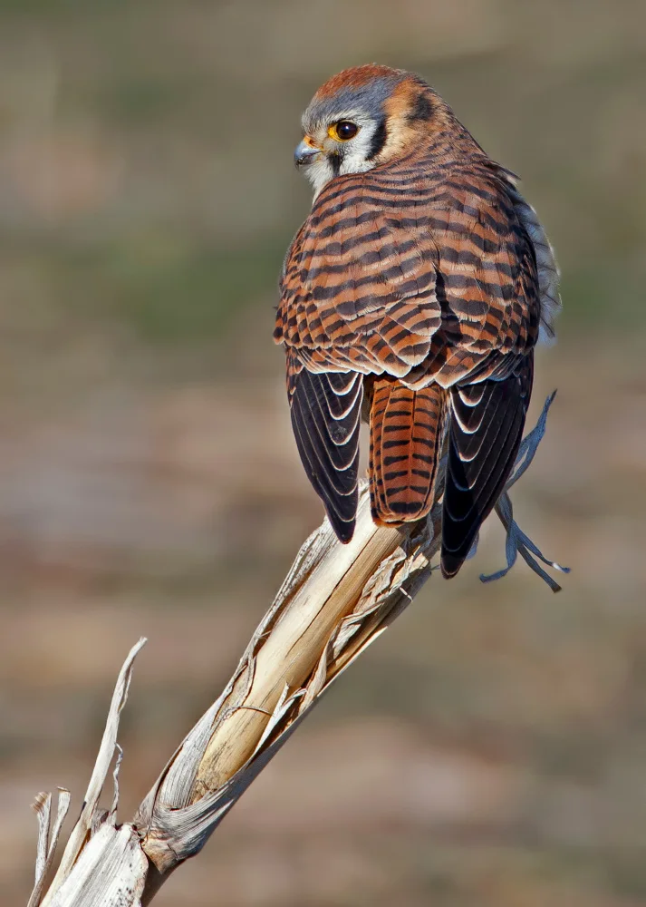 Verdon: American Kestrel