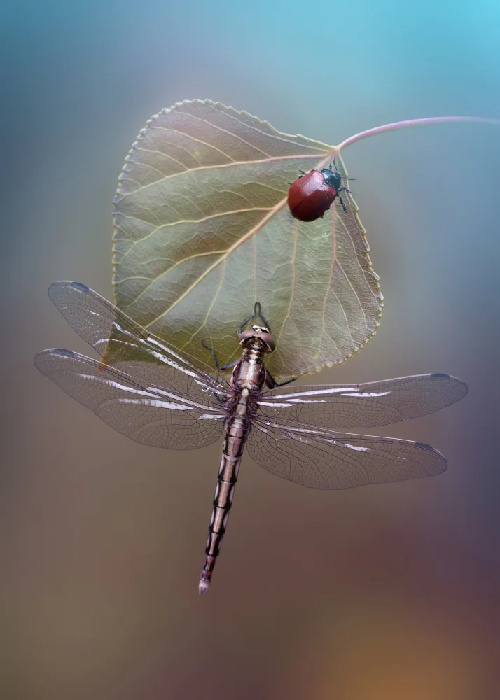 Daminelli, Fabrizio: White-tailed Skimmer