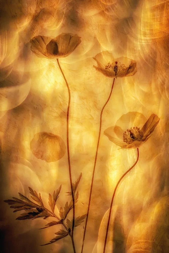 Lee, van Hilda: Poppies