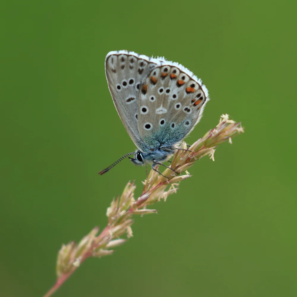 Ascic, Simun: Adonis Blue