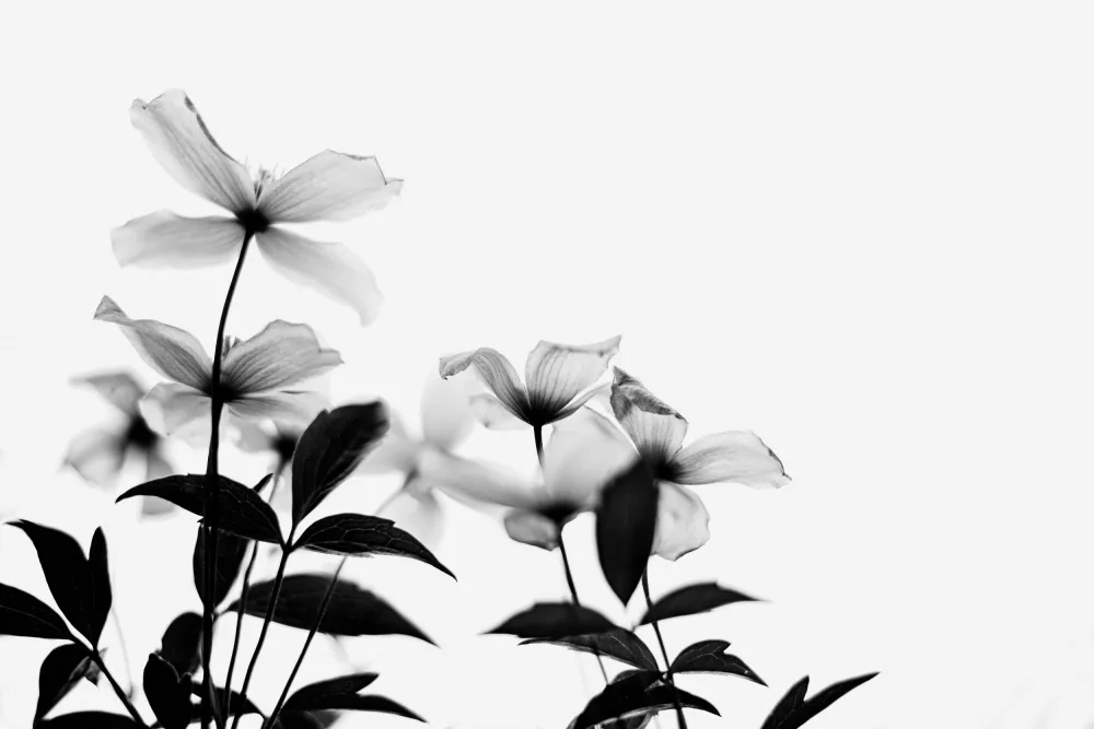 Ambrose, Dahlia: Clematis Blooms - High Key en noir et blanc