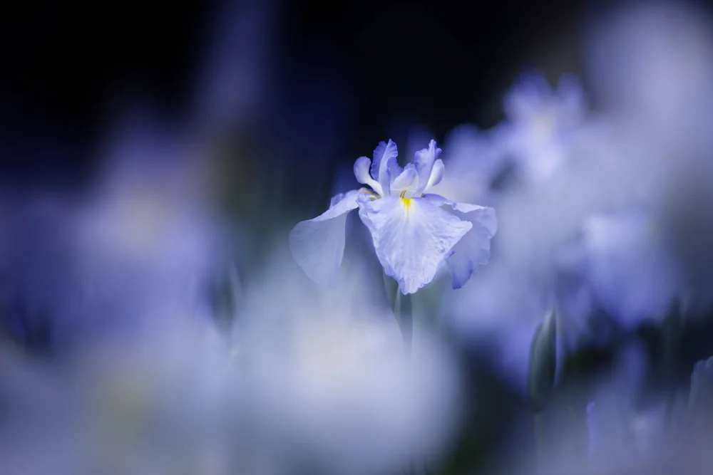 Suzuki, Takashi: Blue glow