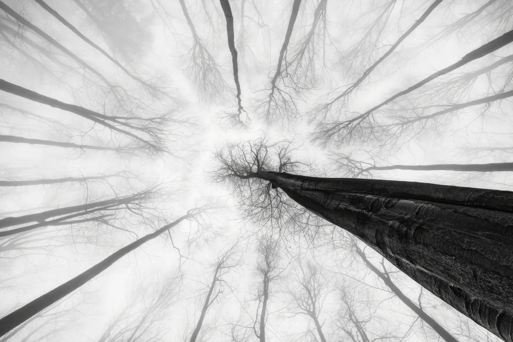 Pavlasek, Tom: Tronco d'albero