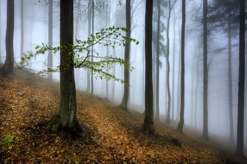 Pavlasek, Tom: Spring visit