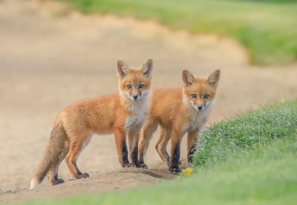 Qiu, Jenny: Red Fox Brothers