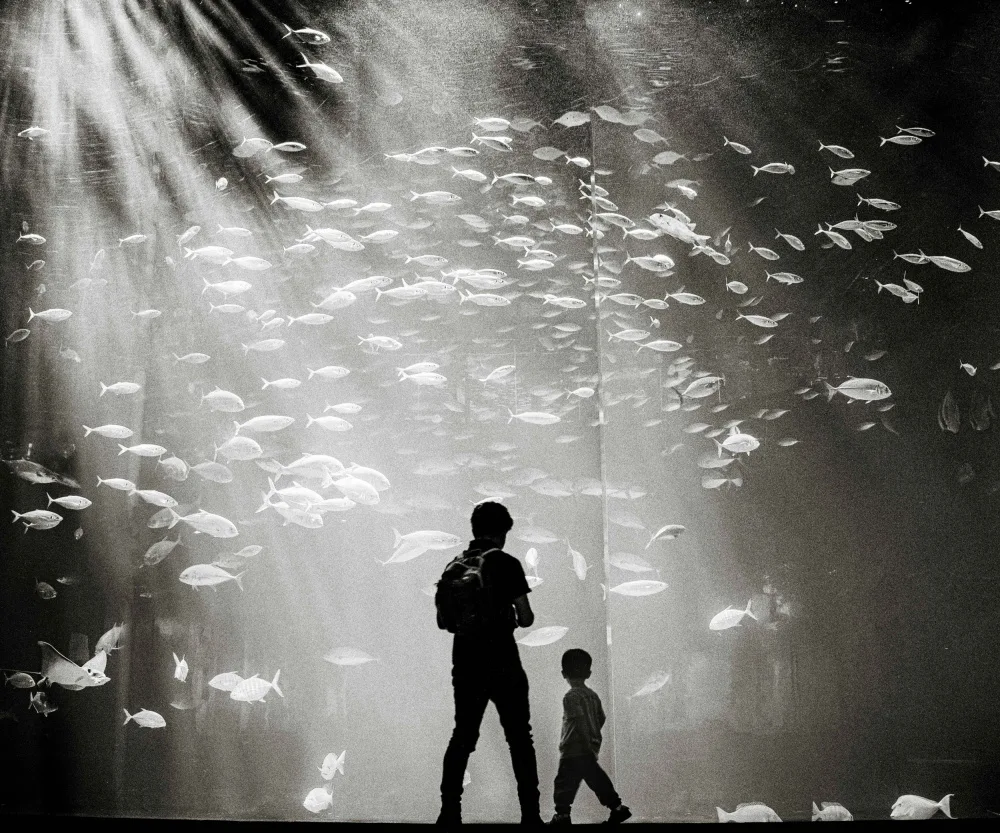 Hagiwara, Kenichiro: Dreaming at the Aquarium