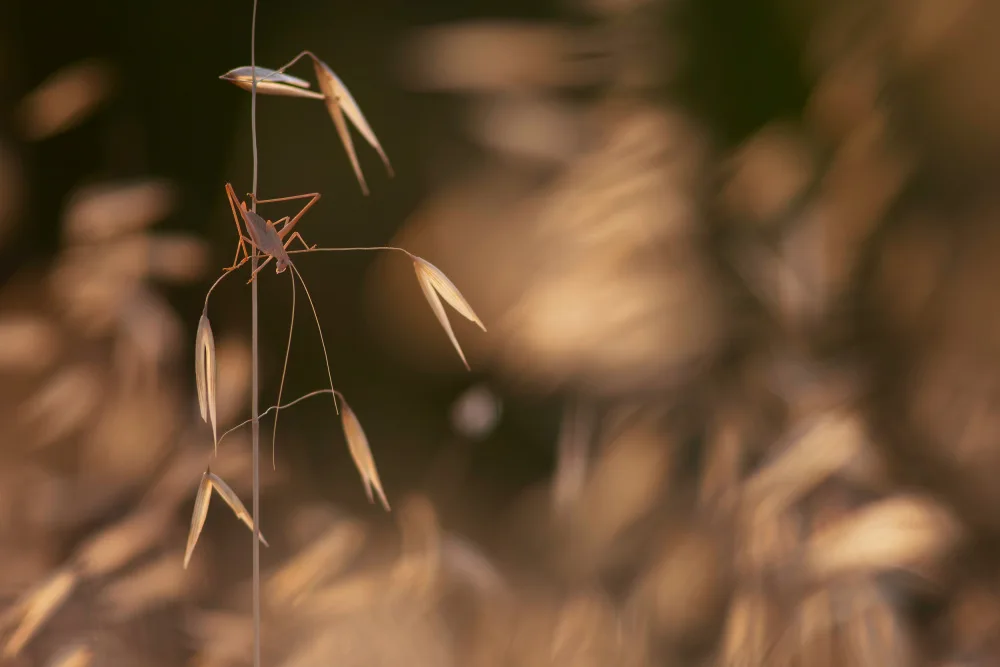 Serge: Grasshopper