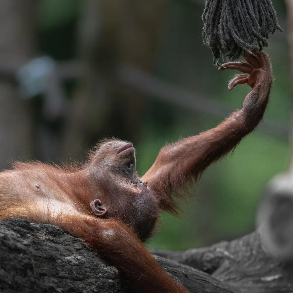 Tsikiridis, Georgios: Orangutan baby "Sat-Chit-Ananda" - " bliss"