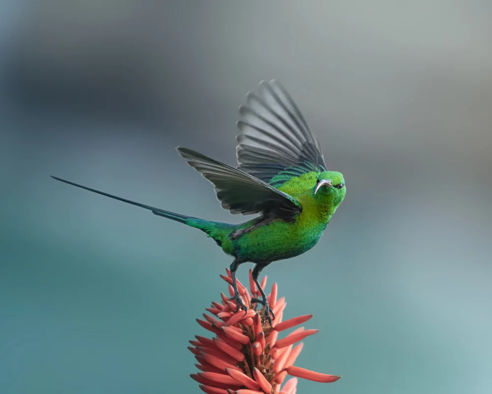 Zhang, Joan: The sunbird