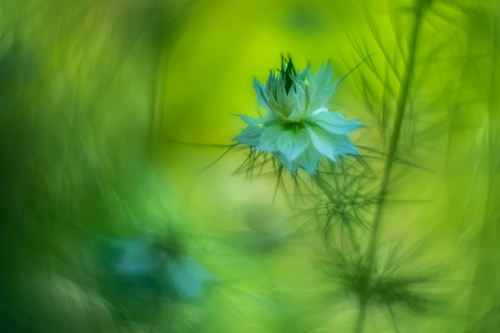 Haaksma, Piet: Dreamy flower.