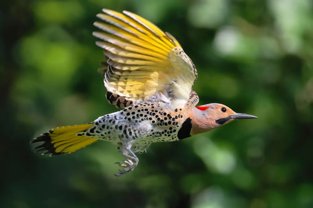 Lam, Gavin: Northern Flicker